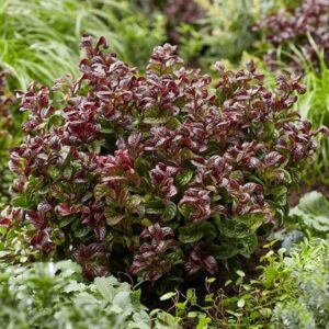 Leucothoe axillaris Curly Red (PBR)