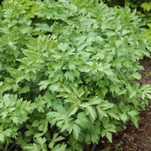 Levisticum officinale