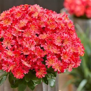 Lewisia Sunset Glow ('Marianni') (PBR)