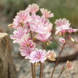 Lewisia cotyledon