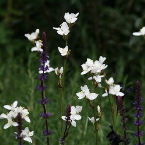 Libertia chilensis