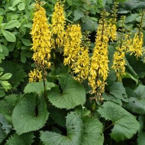 Ligularia The Rocket