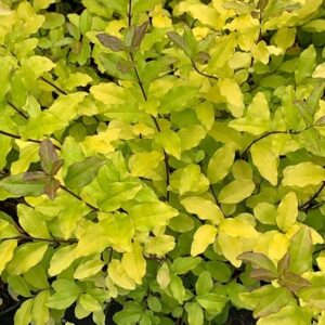 Ligustrum ovalifolium Lemon and Lime