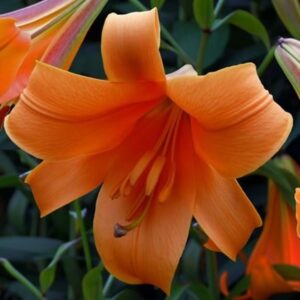 Lilium African Queen Group