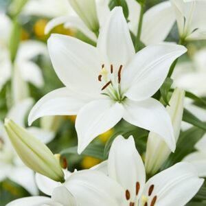 Lilium Bright Diamond