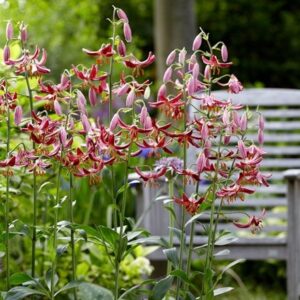 Lilium Claude Shride