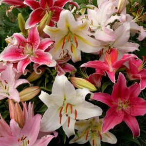 Lilium Giant Oriental mixed