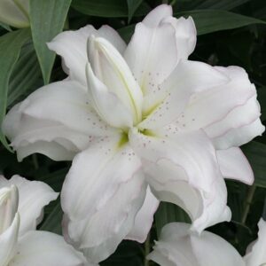 Lilium Lotus Beauty