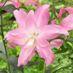 Lilium Lotus Dream