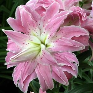 Lilium Lotus Elegance