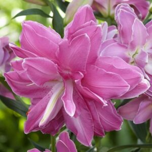 Lilium Lotus Wonder