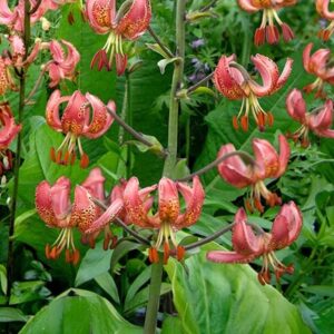Lilium Manitoba Morning
