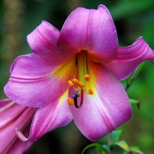Lilium Pink Perfection Group
