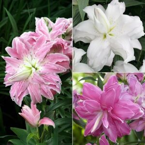 Lilium Pollen free lotus lily collection