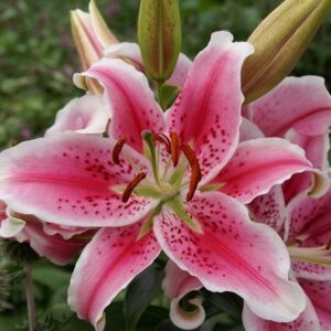 Lilium Star Gazer