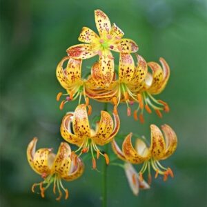 Lilium Sunny Morning