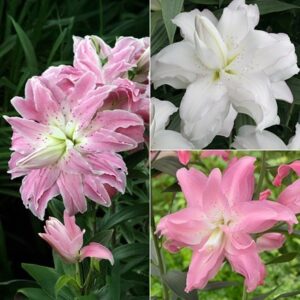 Lilium pollen free lily collection