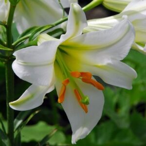 Lilium regale Album