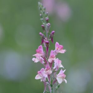 Linaria Peachy