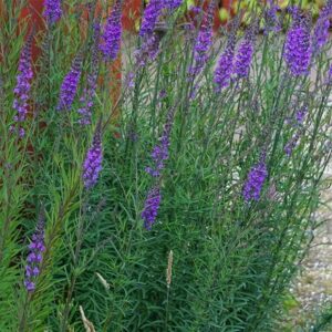 Linaria purpurea