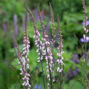 Linaria purpurea Canon Went