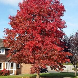 Liquidambar styraciflua