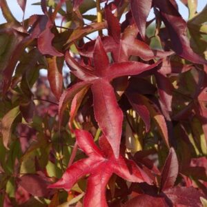 Liquidambar styraciflua Slender Silhouette