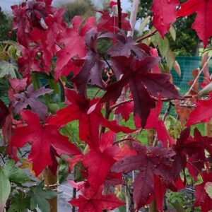 Liquidambar styraciflua Worplesdon