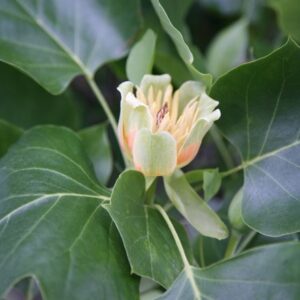 Liriodendron tulipifera