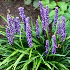 Liriope muscari