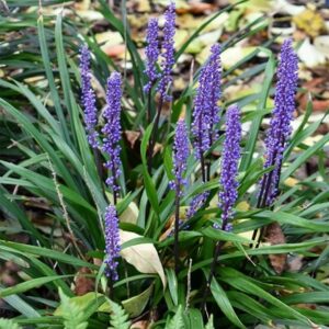 Liriope muscari Moneymaker