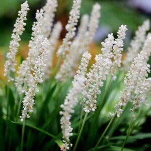 Liriope muscari Monroe White
