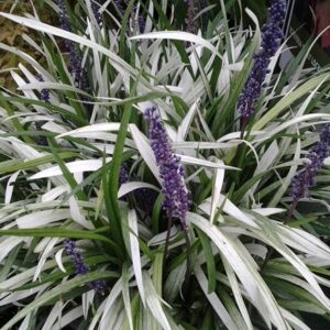 Liriope muscari Okina