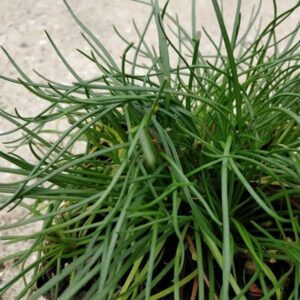 Littorella uniflora