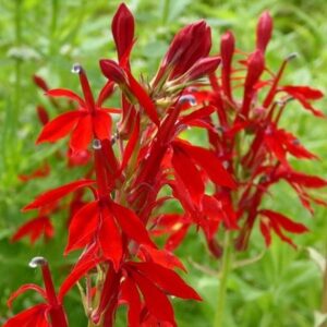 Lobelia cardinalis