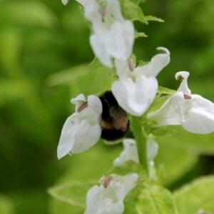 Lobelia siphilitica f. albiflora