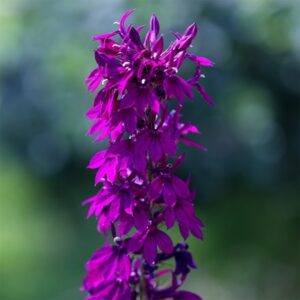 Lobelia × speciosa Hadspen Purple (PBR)