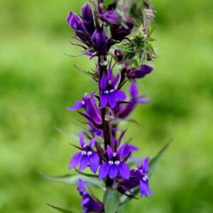 Lobelia × speciosa Vedrariensis