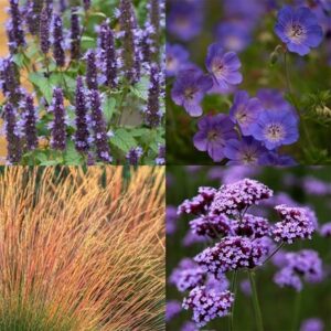 Long flowering moody blues mini-border collection