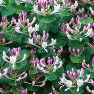 Lonicera caprifolium