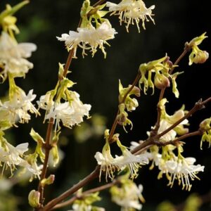 Lonicera fragrantissima