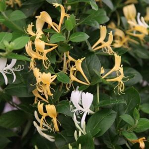 Lonicera japonica Halliana