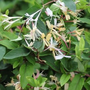 Lonicera japonica var. repens