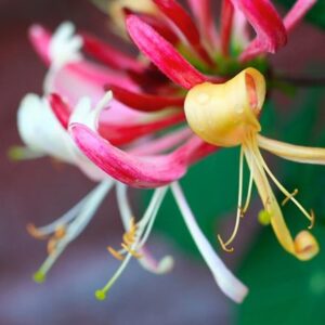 Lonicera periclymenum Belgica