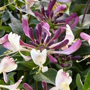 Lonicera periclymenum Chic et Choc ('Inov205') (PBR)