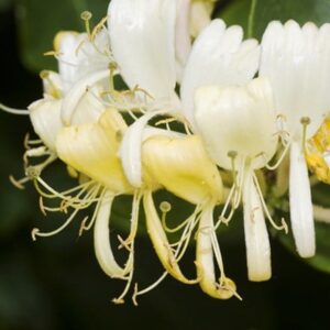 Lonicera periclymenum Heaven Scent