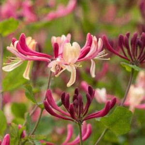 Lonicera periclymenum Rhubarb and Custard