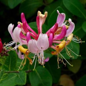 Lonicera periclymenum Serotina