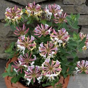 Lonicera periclymenum Strawberries and Cream