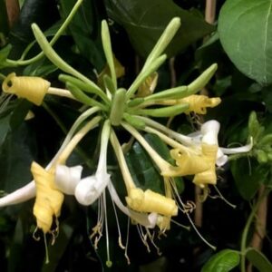 Lonicera periclymenum Sweet Sue